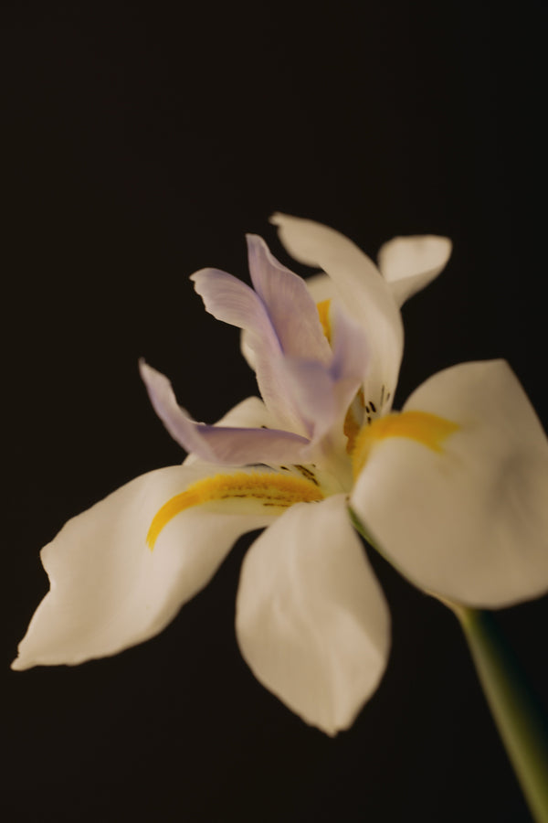 SOUL fragrance — notes still life