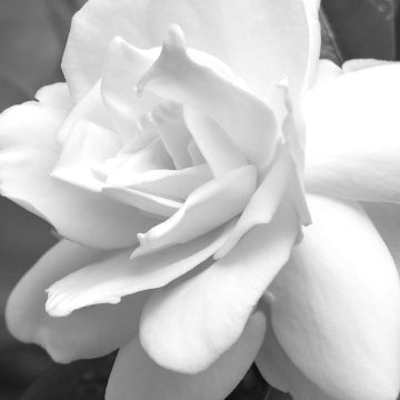IF | Blooming White Flowers x Citrus | Eau De Parfum Grand Edition 